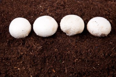 Beyaz mantar büyüyen