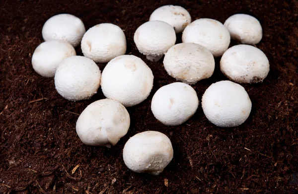 Champignons blancs en croissance — Photo