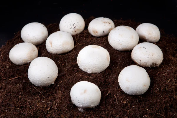 Witte paddestoelen groeien — Stockfoto