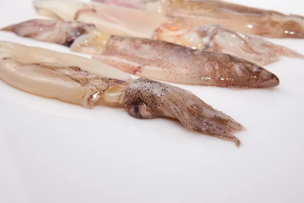 Row of small freshly squids — Stock Photo, Image