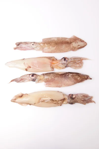 Row of small freshly squids — Stock Photo, Image