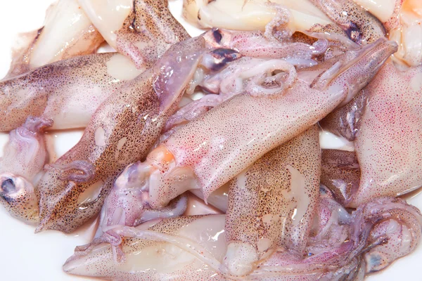 Piccoli calamari freschi — Foto Stock