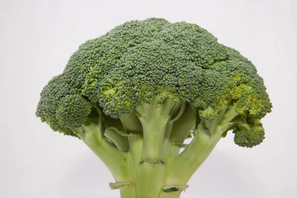 Whole broccoli plant — Stock Photo, Image