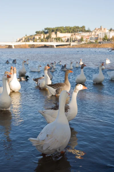 Geese at Badajoz Downtown — Stock Photo, Image