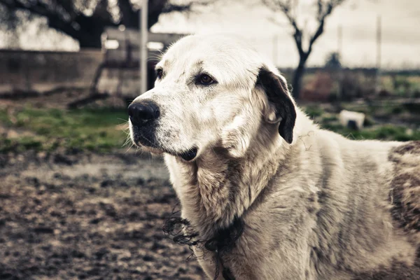 Spanish mastiff dog profile — Stock Photo, Image