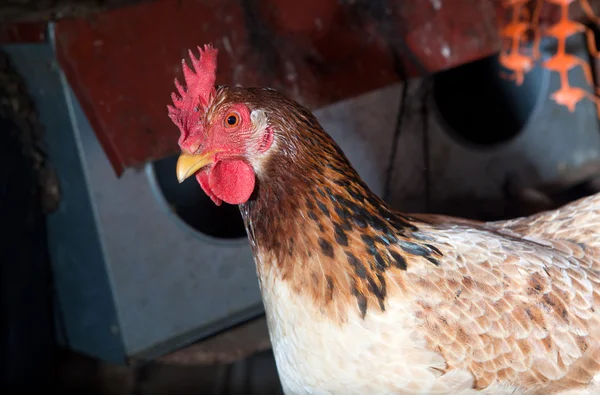 Hen portrait at free range hen house — Stock Photo, Image