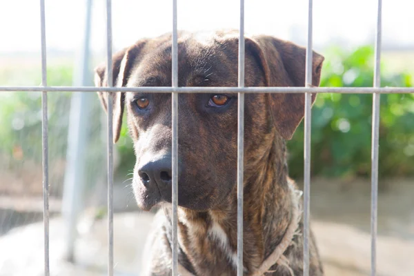 Canary Catch Dog behind the fence — Stock Photo, Image