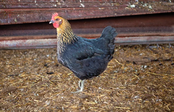 Kip in een vrije uitloop farm — Stockfoto
