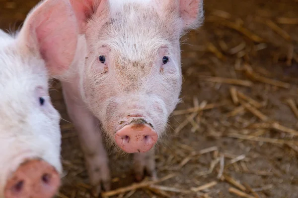 Two white young pigs — Stock Photo, Image