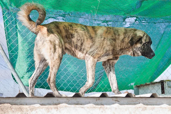Striped spanish mastiff dog — Stock Photo, Image