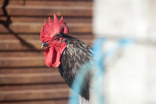 Rooster portrait — Stock Photo, Image