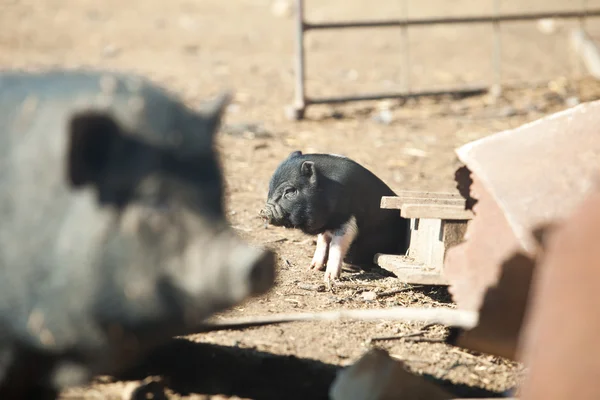 Vietnamesische Schweine — Stockfoto