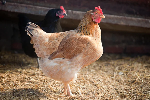 Hen portrait at free range hen house — Stock Photo, Image