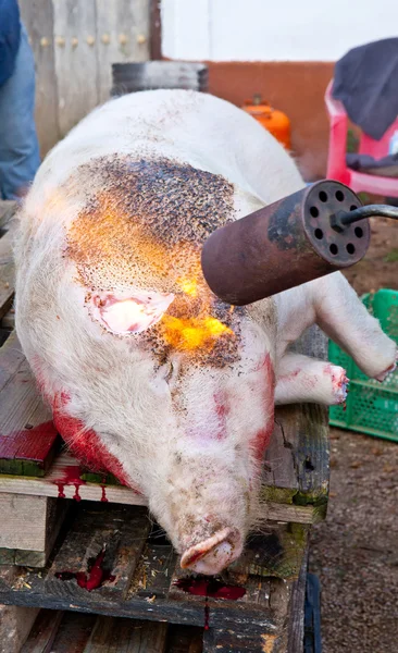 Depilación del cerdo — Foto de Stock