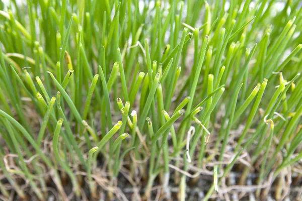 Zwiebelsprossen — Stockfoto