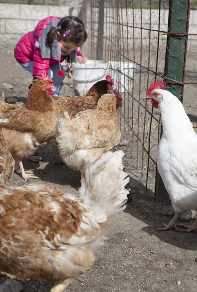 Toddler and hens — Stock Photo, Image