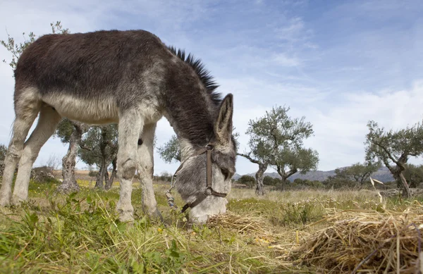 Donkey grazing closeup — Stock Photo, Image