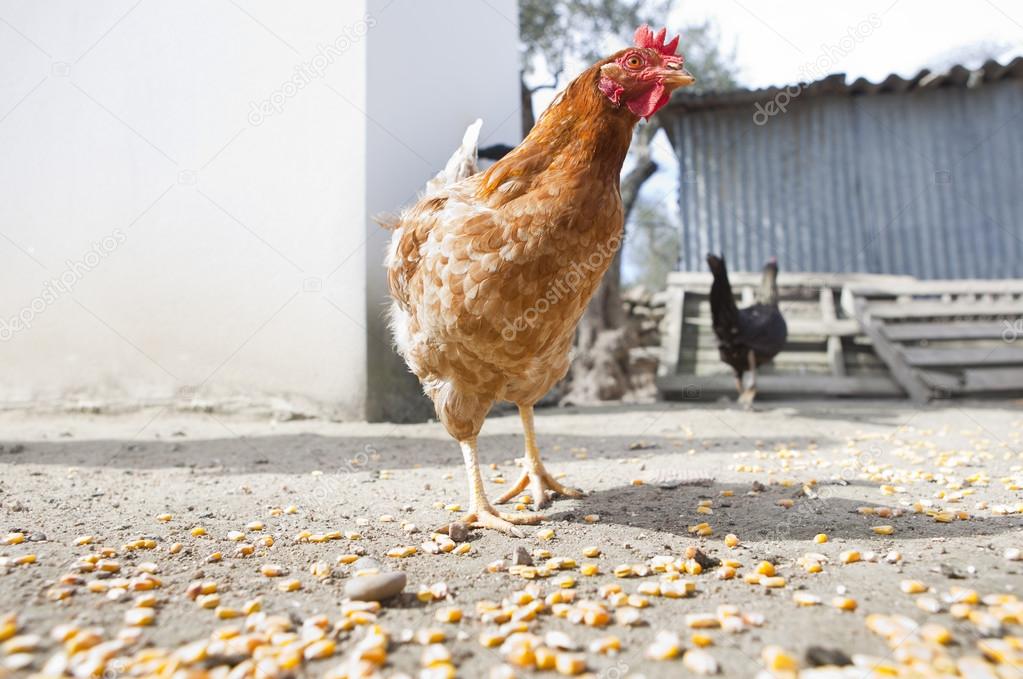 Hen and corn