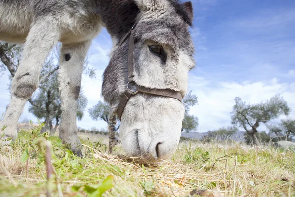 Donkey grazing closeup — Stock Photo, Image