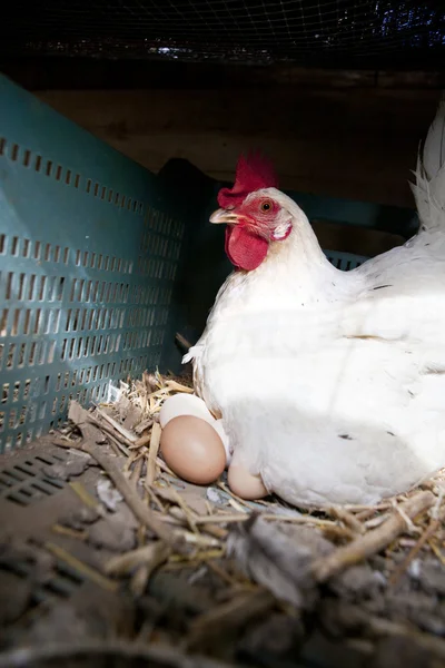 Höna med flera färska stora ägg — Stockfoto
