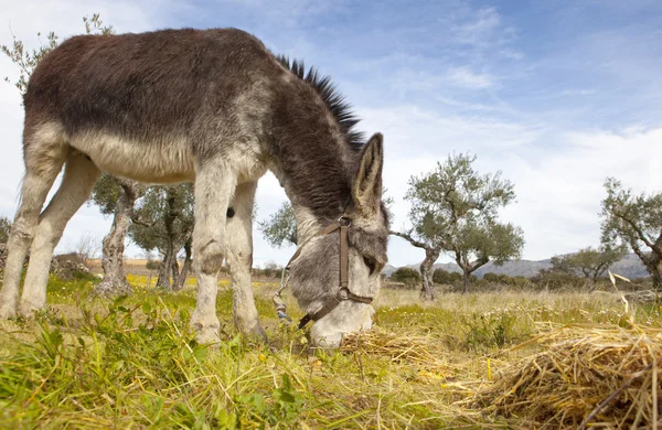 Donkey grazing closeup — Stock Photo, Image