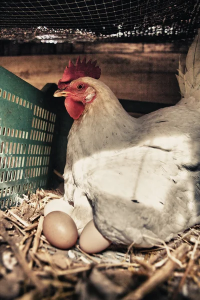 Höna med flera färska stora ägg — Stockfoto