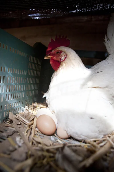 Hen with several fresh big eggs — Stock Photo, Image