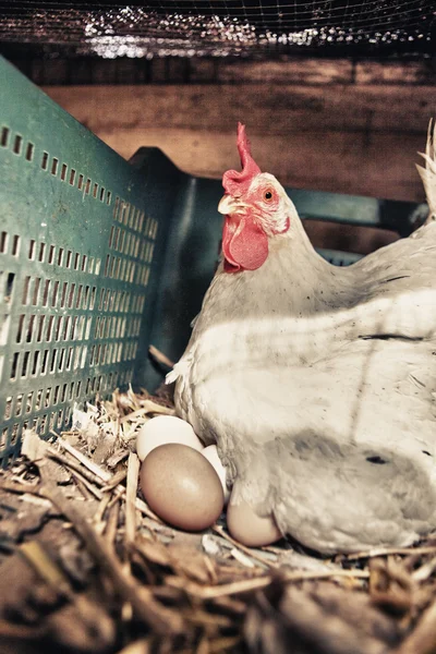 Gallina con diverse uova grandi fresche — Foto Stock