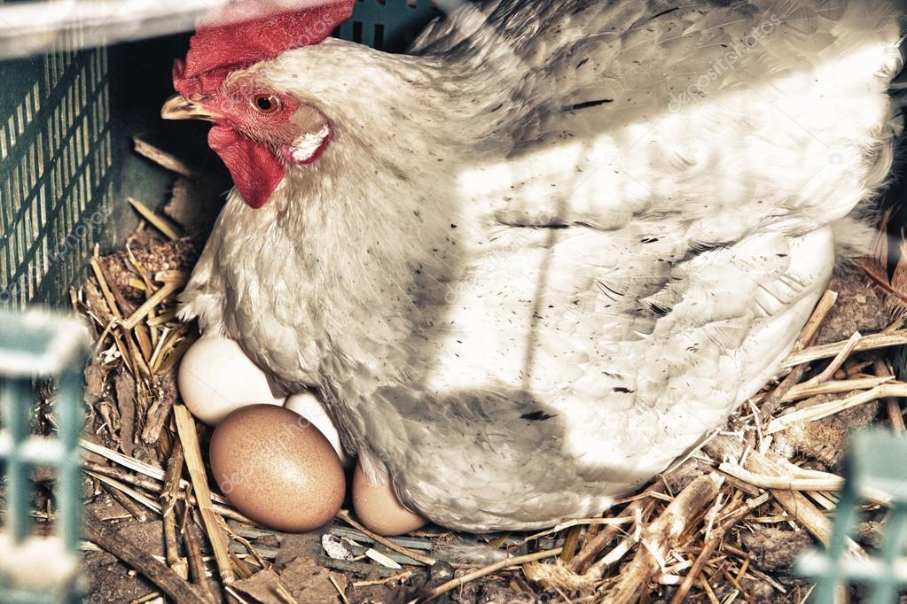Hen with several fresh big eggs