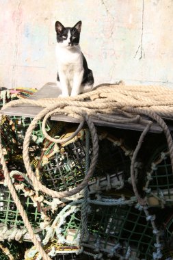Balıkçı bağlantı noktası kedi