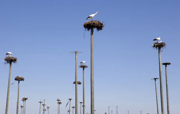 Storks colony — Stock Photo, Image