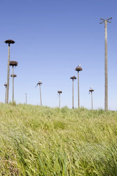 Storks colony — Stock Photo, Image