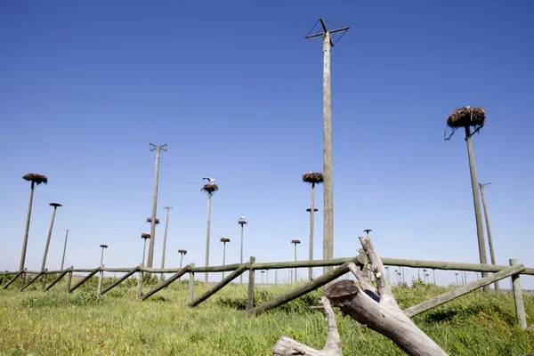 Storks colony — Stock Photo, Image