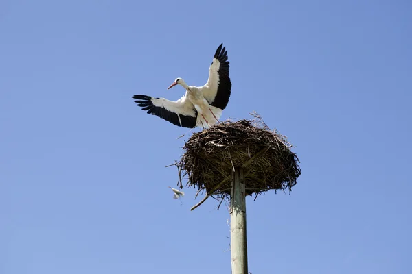 Cegonhas a descolar — Fotografia de Stock