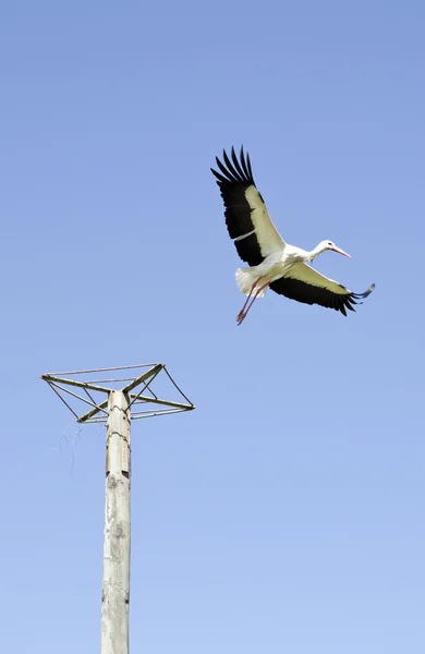 Cegonhas a descolar — Fotografia de Stock