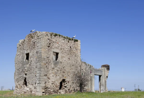 Edifício abandonado com cegonhas — Fotografia de Stock