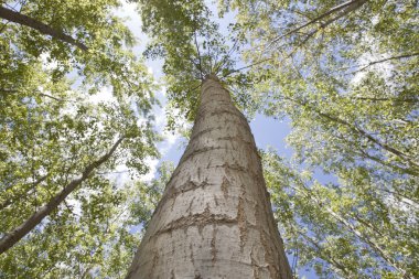 düşük açılı gövdesinden genç kavak