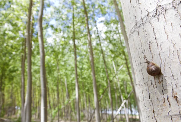 Schnecke im Pappelwald — Stockfoto