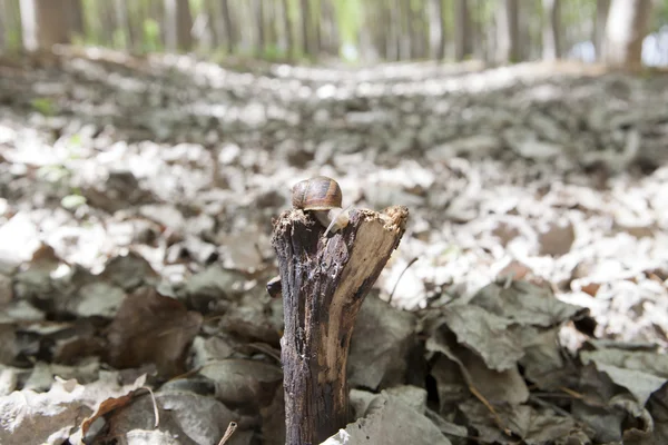Schnecke im Pappelwald — Stockfoto