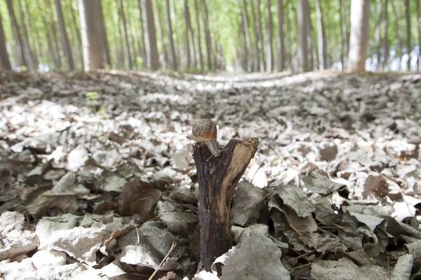 Ślimak na topoli lasu — Zdjęcie stockowe