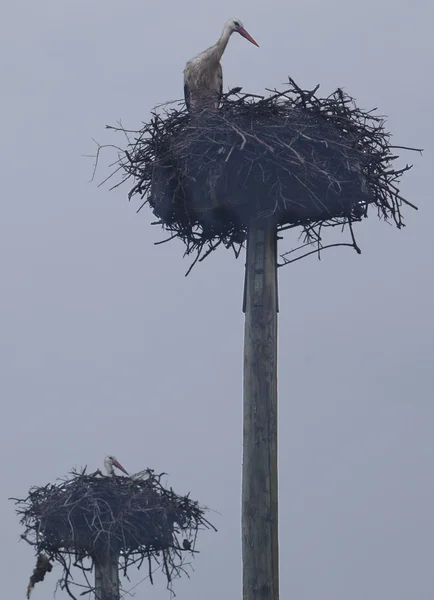Due livelli nido cicogna — Foto Stock