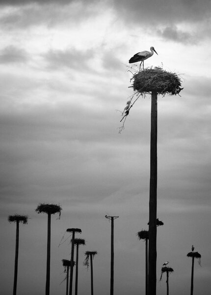 Stork colony