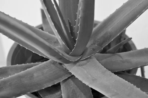 Aloe stem — Stock Photo, Image