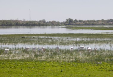 büyük Flamingo donana üzerinde