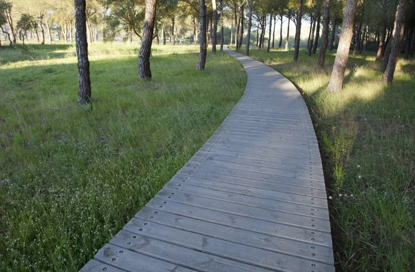 Houten loopbrug — Stockfoto