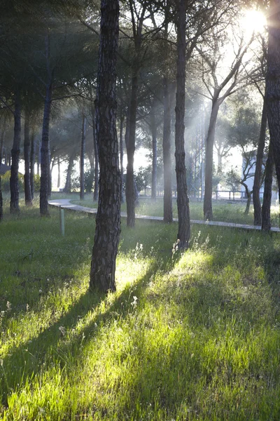 Dennenbos in het Nationaal Park Donana — Stockfoto