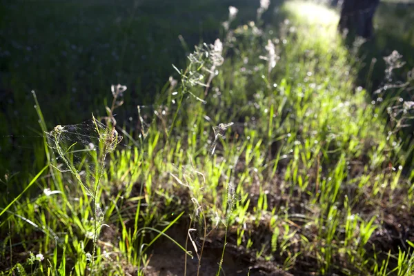 Filet d'araignée sur l'herbe — Photo