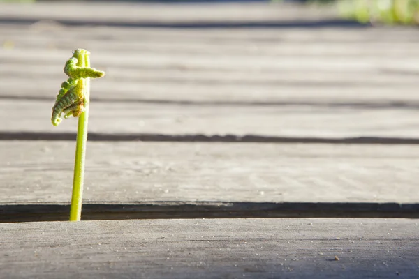 Gemeiner Brackenkohl — Stockfoto