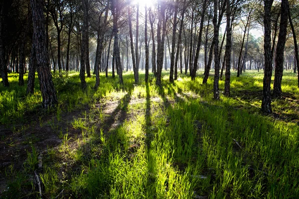Las sosnowy w Park Narodowy Donana — Zdjęcie stockowe