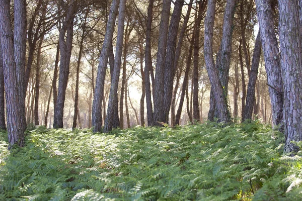 松林在多尼亚纳国家公园 — 图库照片